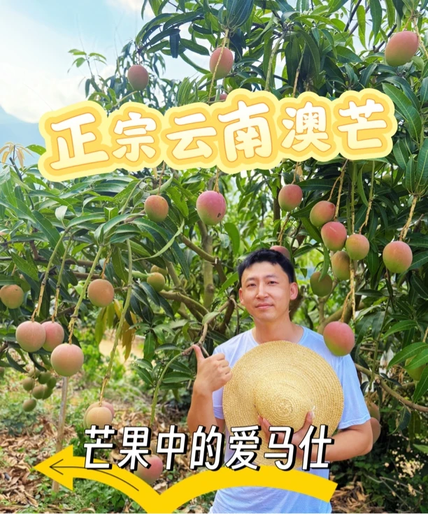 云南彩虹澳芒澳芒太阳芒应季水果奥芒苹果芒特大非凯特芒彩虹