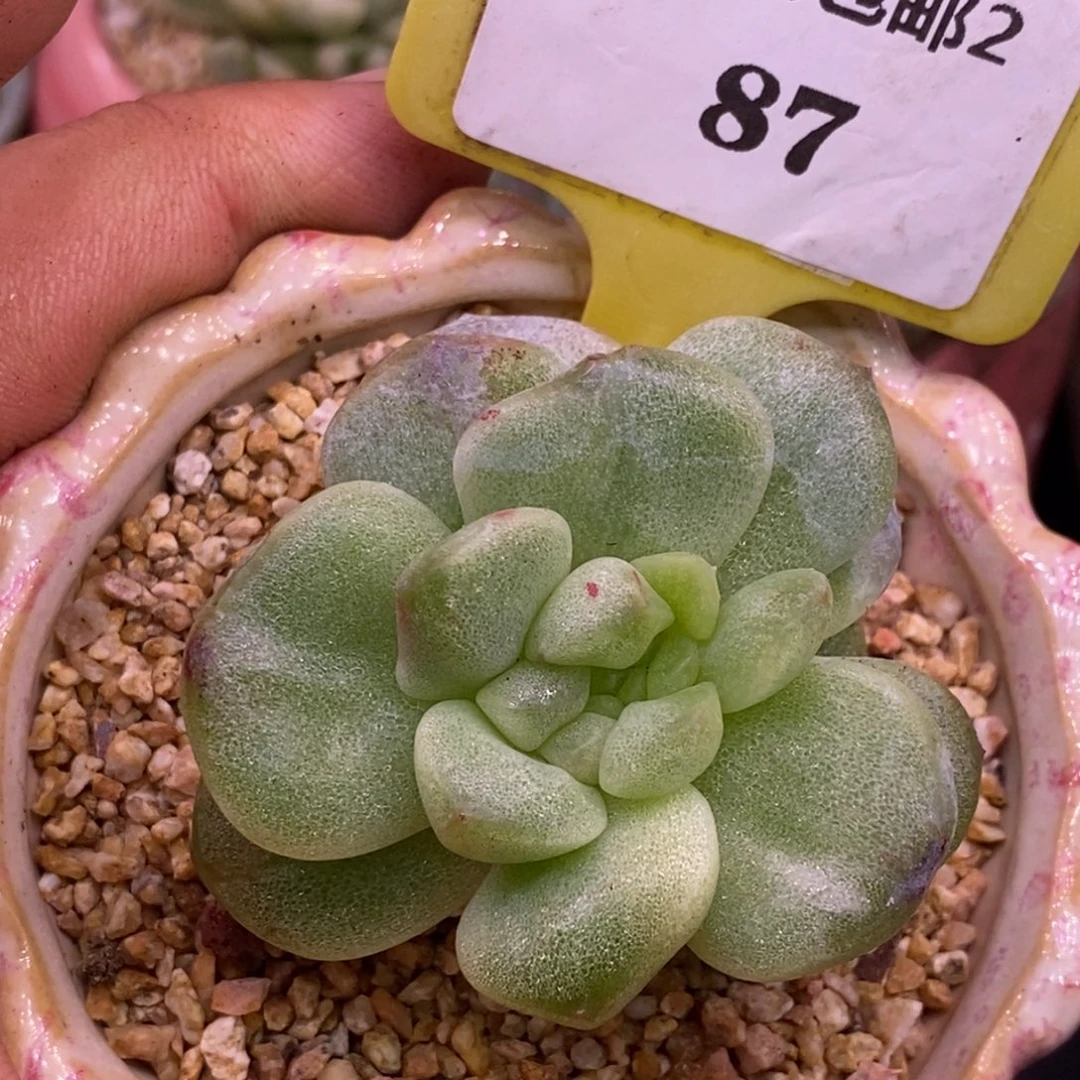 287冰玉石化锦变异心……