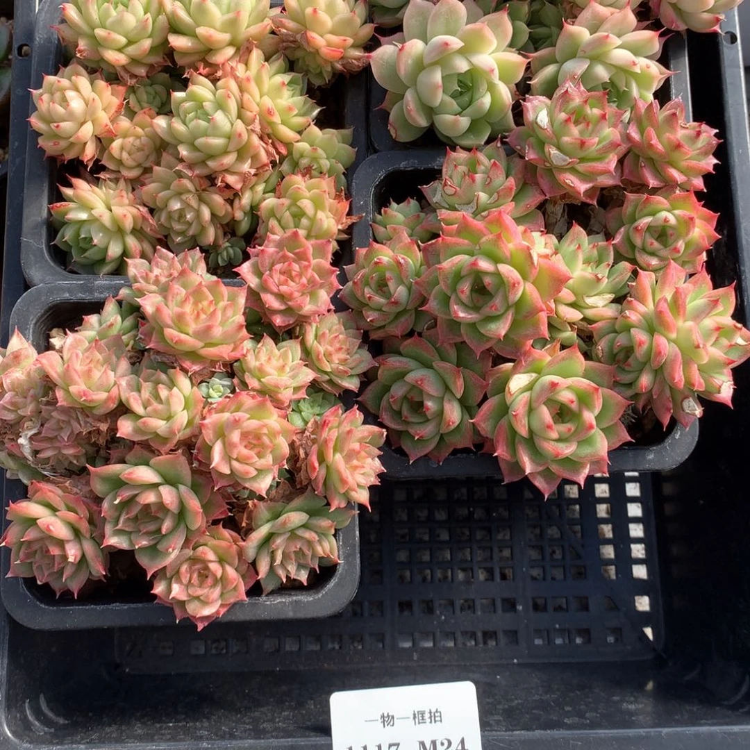 一物一框拍 1117-M24 群生不包整4颗