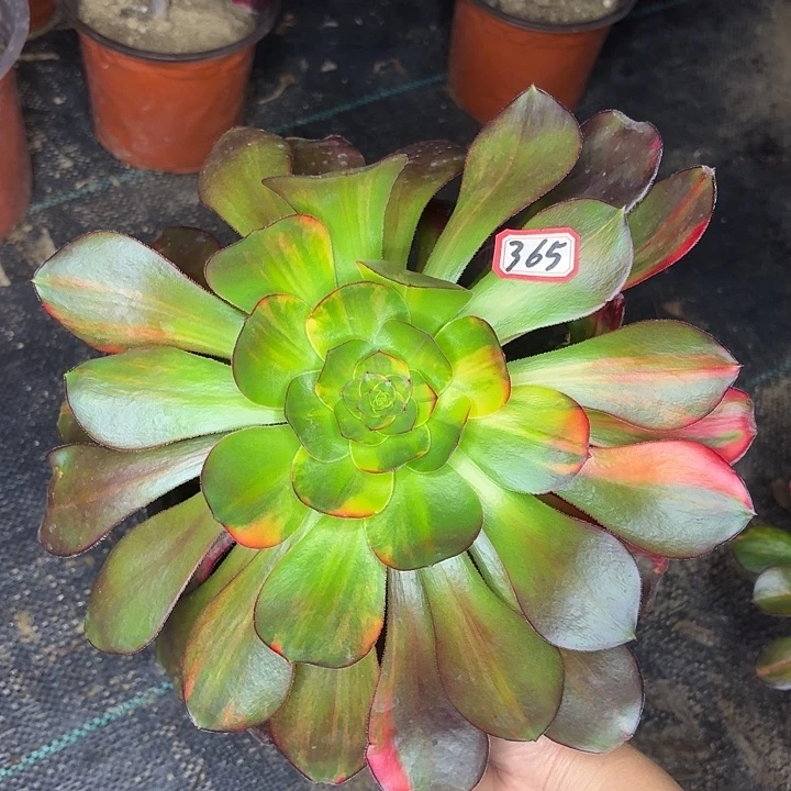 巫毒七彩单头365多肉