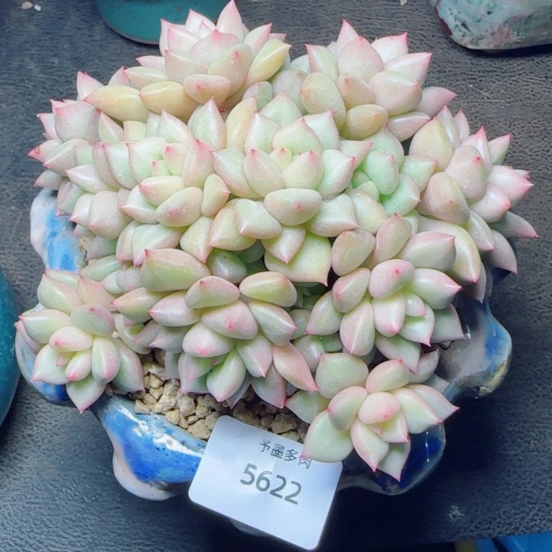 黄金象牙，5622多肉植物