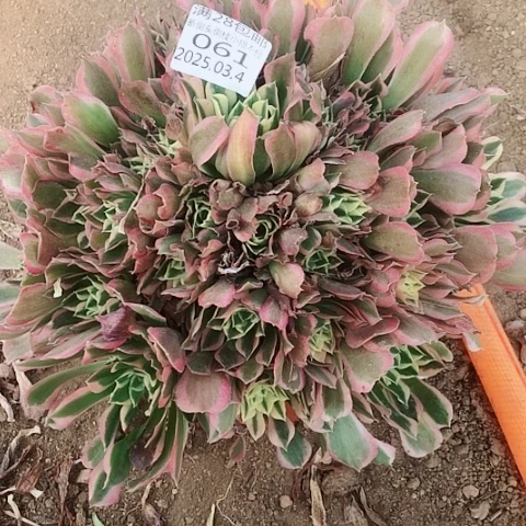 3.4-61雨花石多肉植物