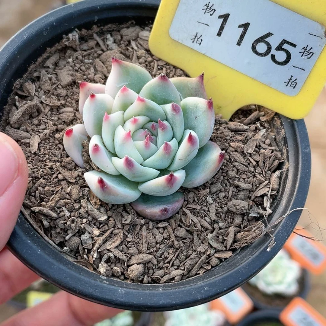 【闪购商品】1165号