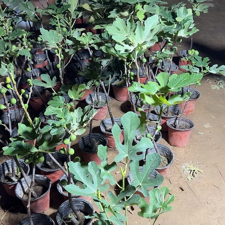 威海大青皮一物一拍