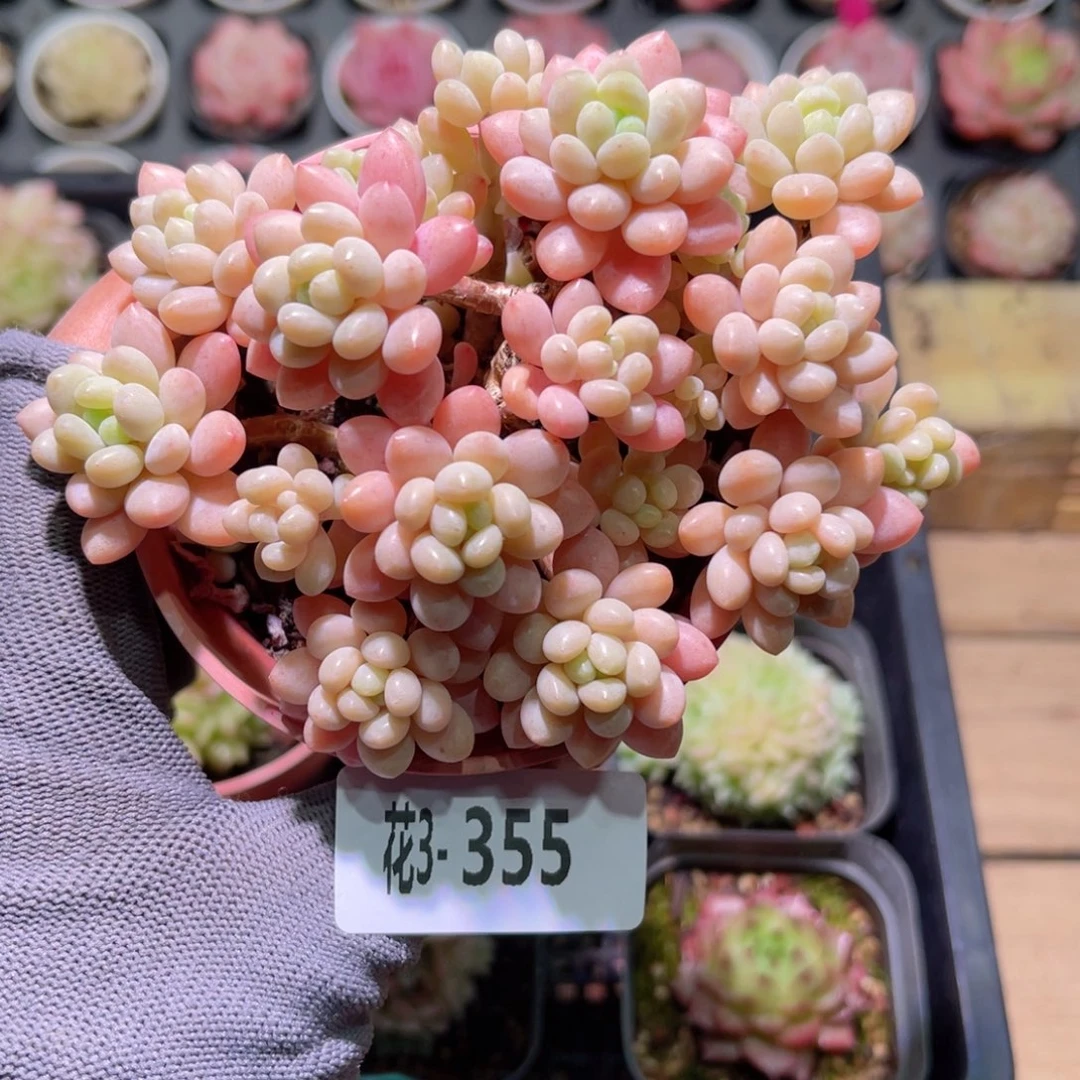 花03-355洛可可群