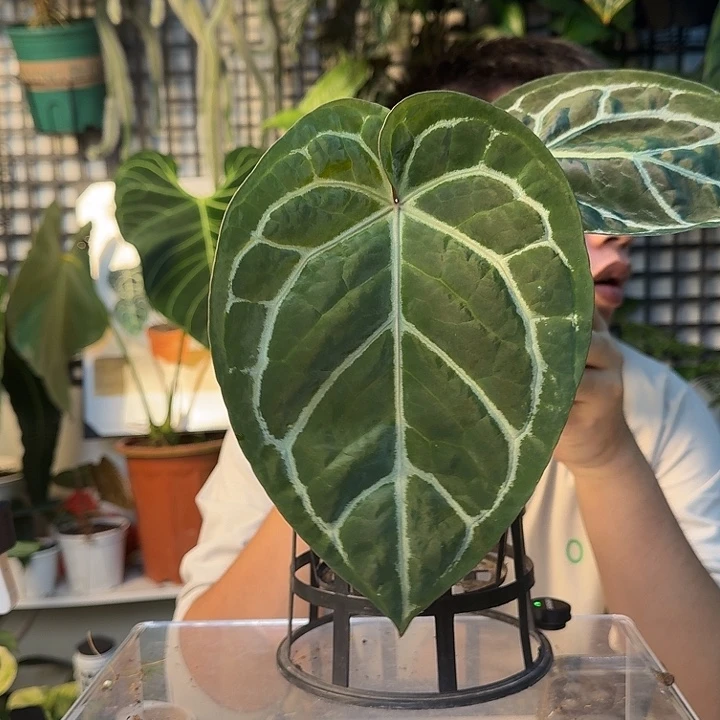 完全开放圆脸水晶杂华丽H165