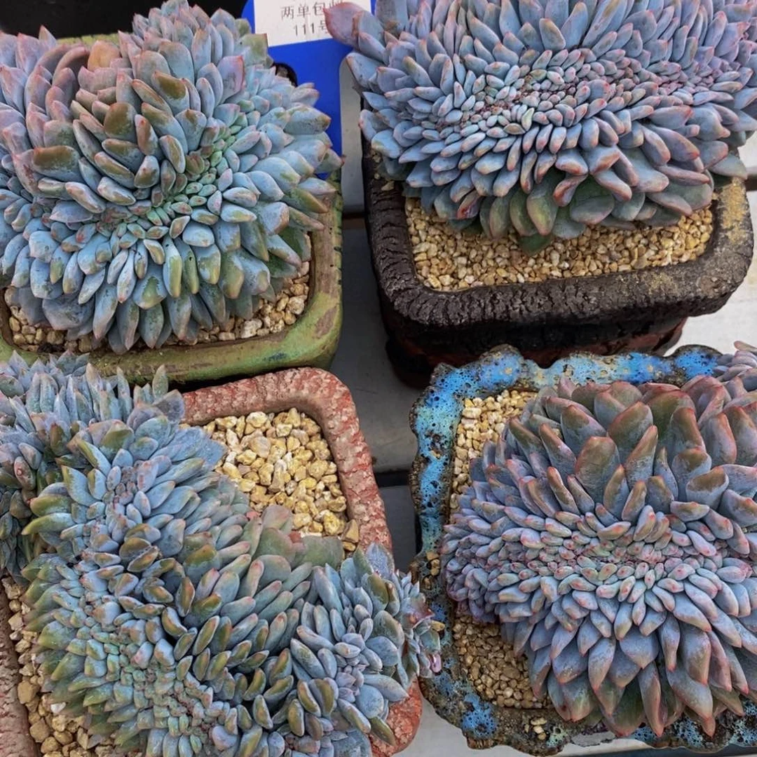 111-精品母本星影缀化一个