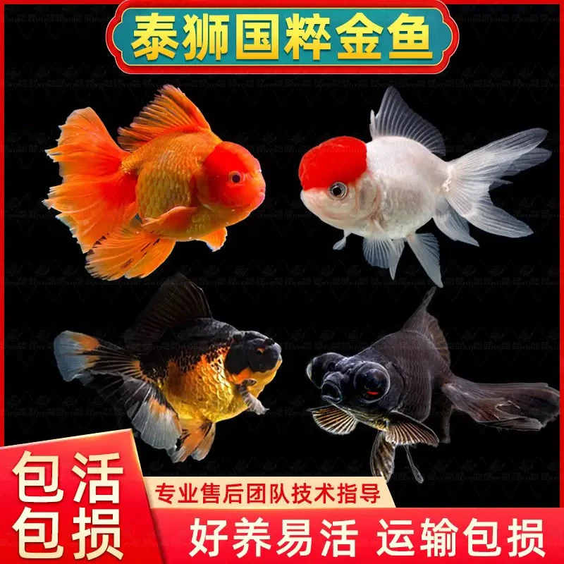 【大金鱼】 活体国粹观赏鱼 7条 多种类 适应性强 6-8公分 不指定发