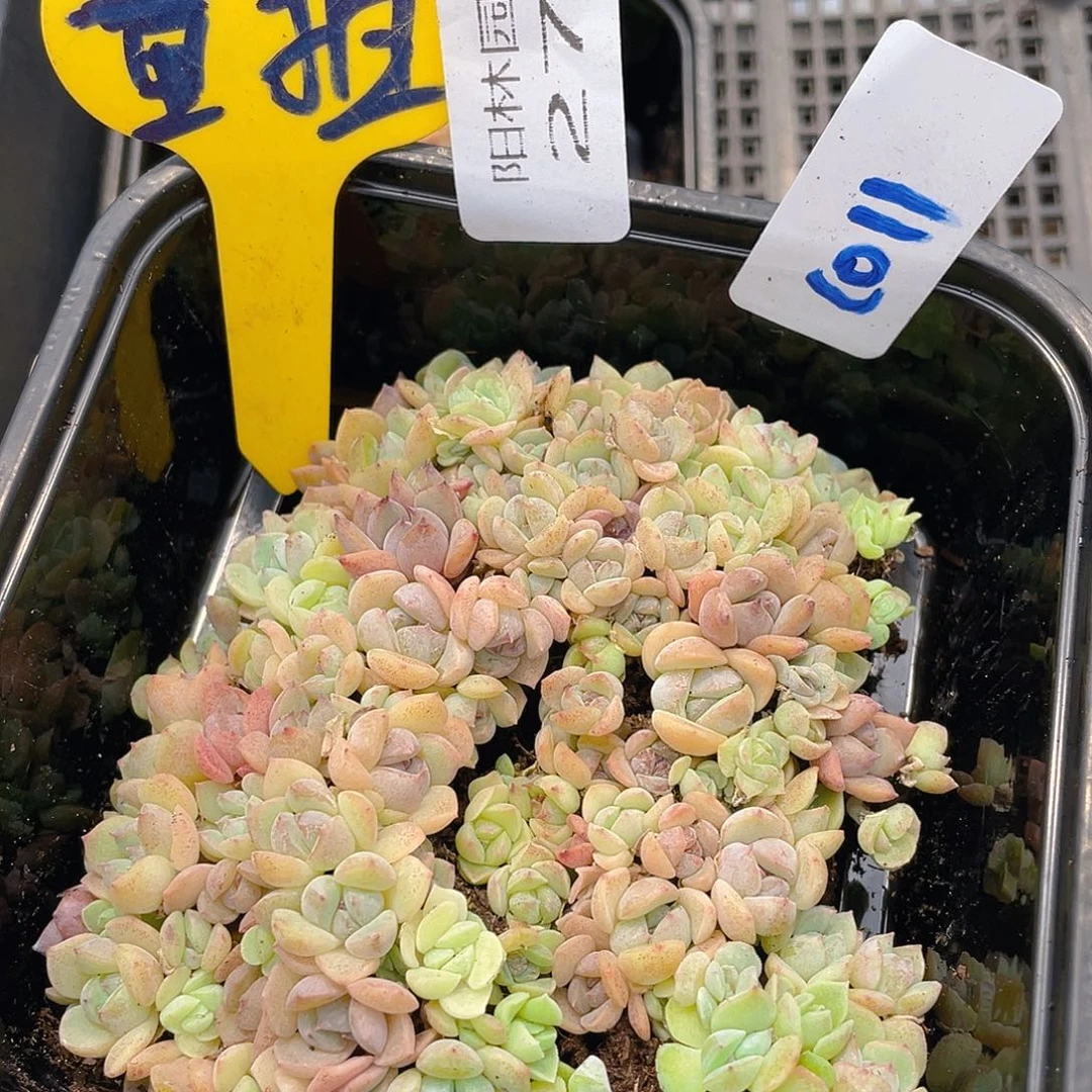 量拍多肉植物多肉植物276