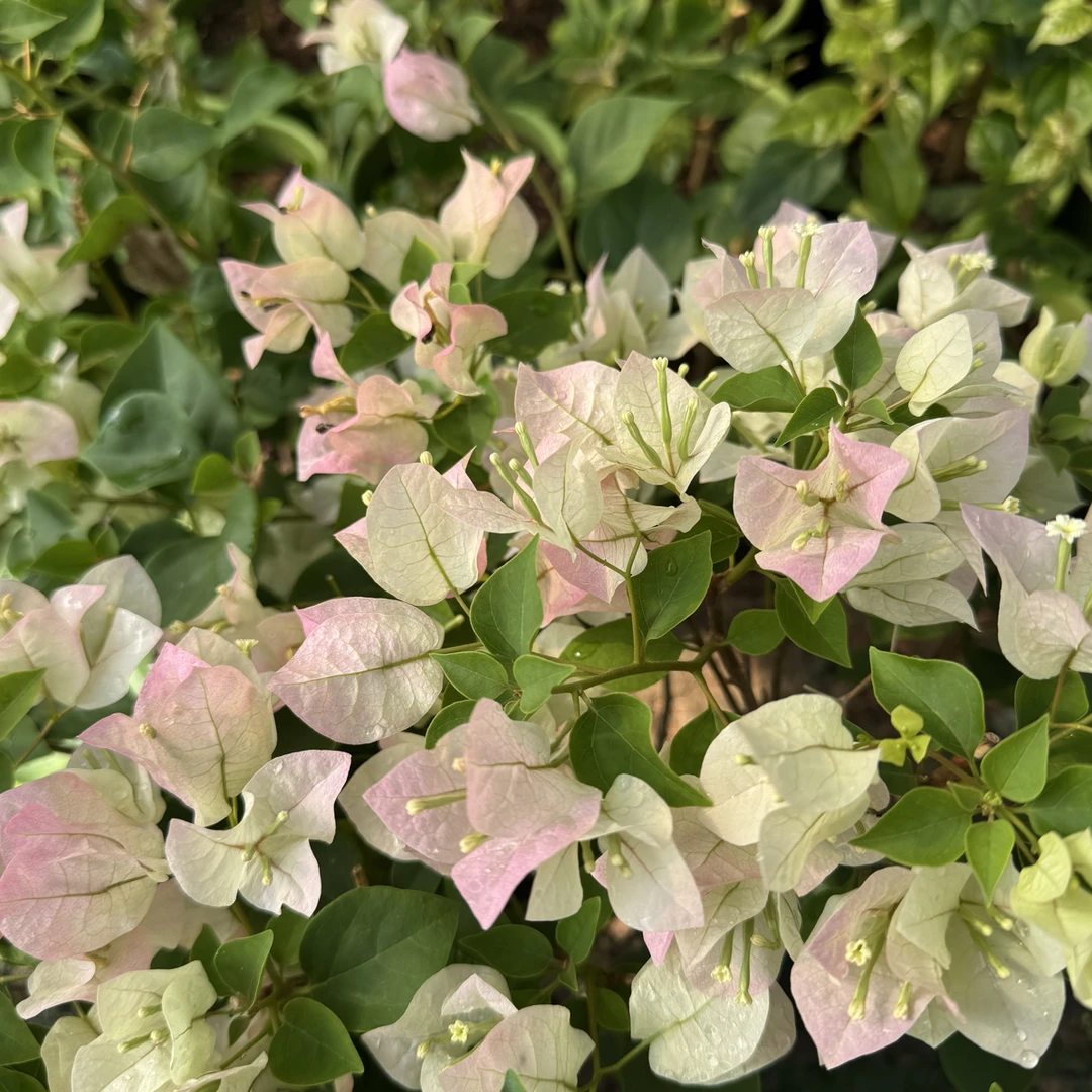 【绿樱】三角梅原生盆苗，运输途中掉花掉叶，小断枝介意慎拍