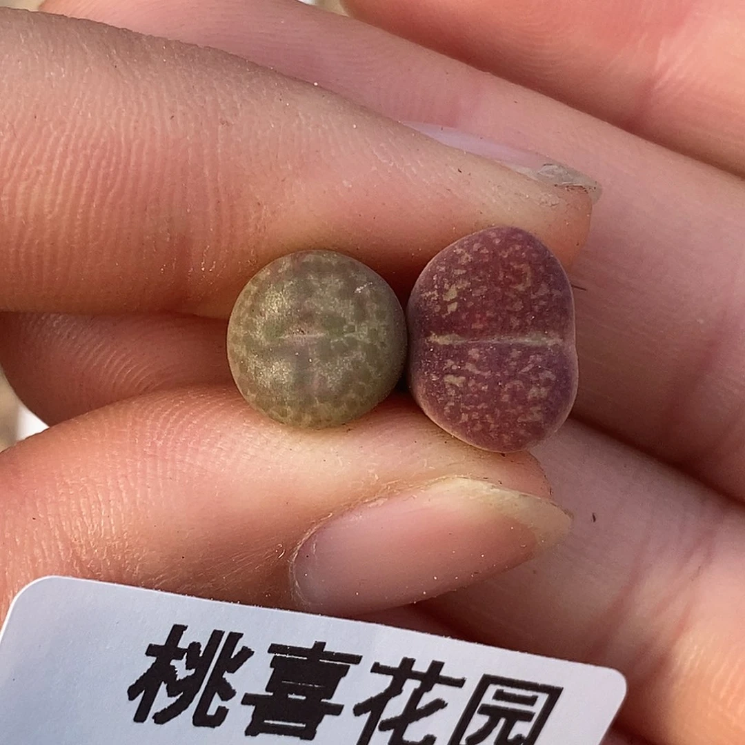 103-36-cp88折。