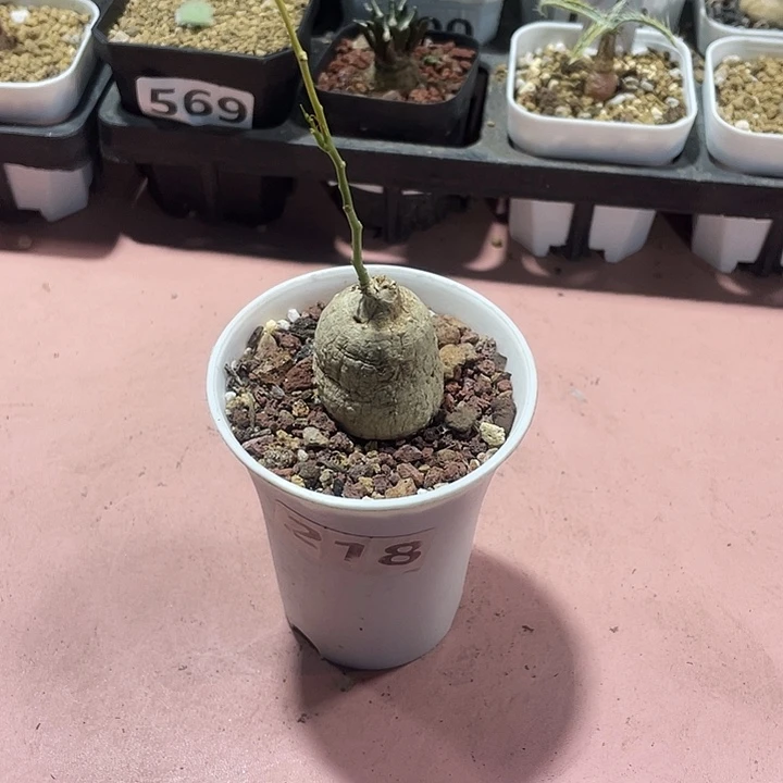 218泰国白皮西番莲