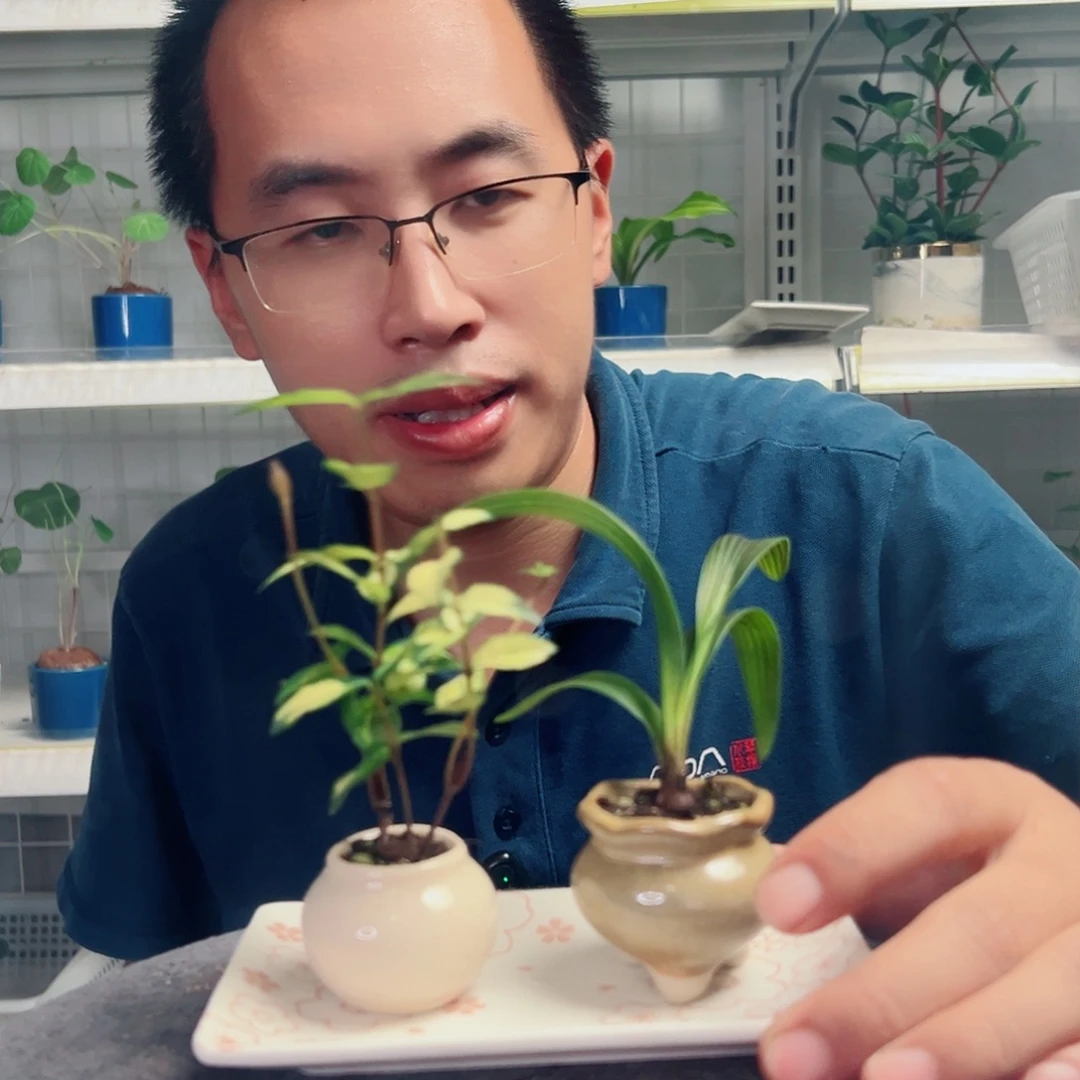 初***七无花朵2