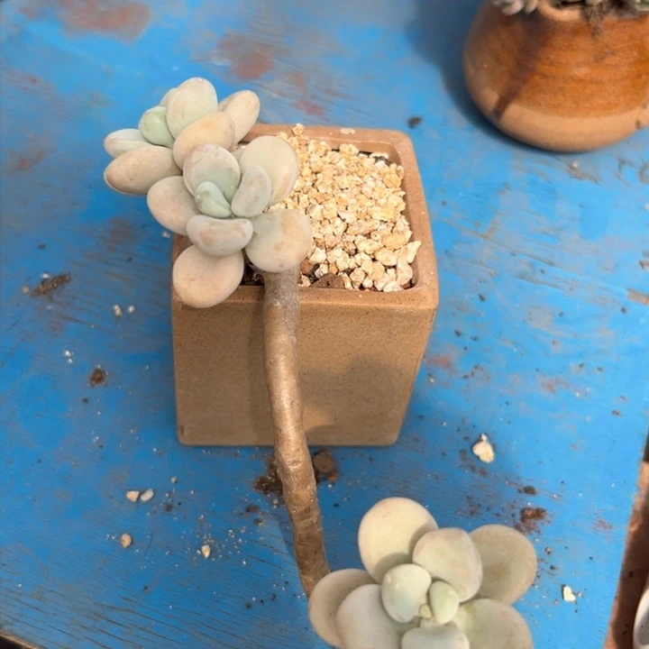 27 香水 一物一拍