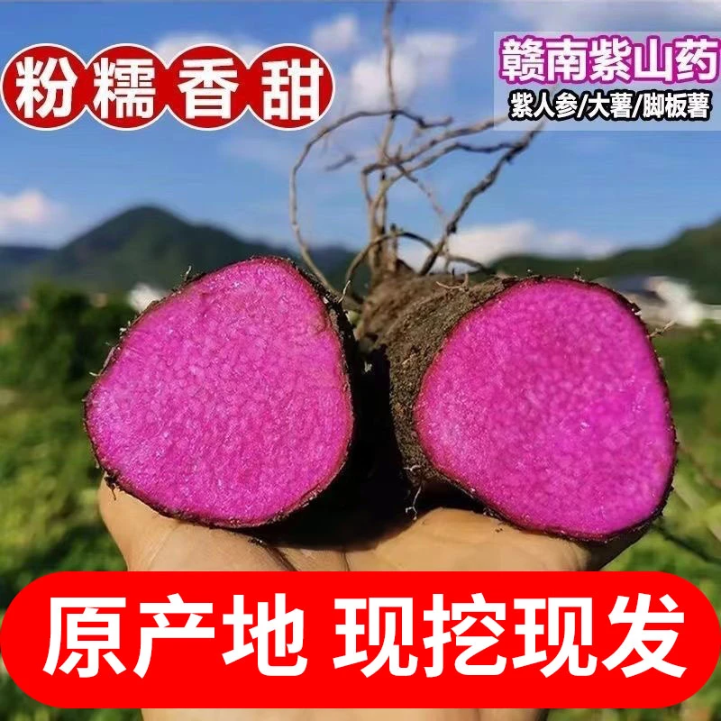 江西赣南现挖新鲜紫山药营养健康当季蔬菜适合老少皆宜
