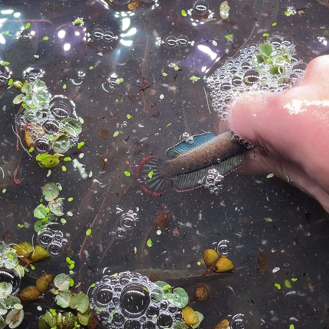 雷龙鱼7号1111111111