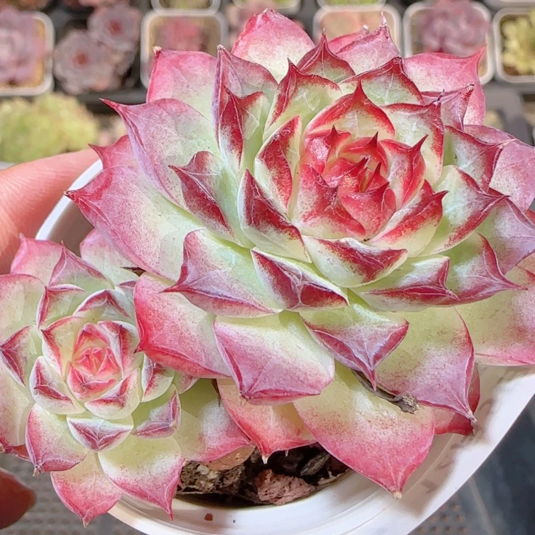 花语多肉1205-417女王