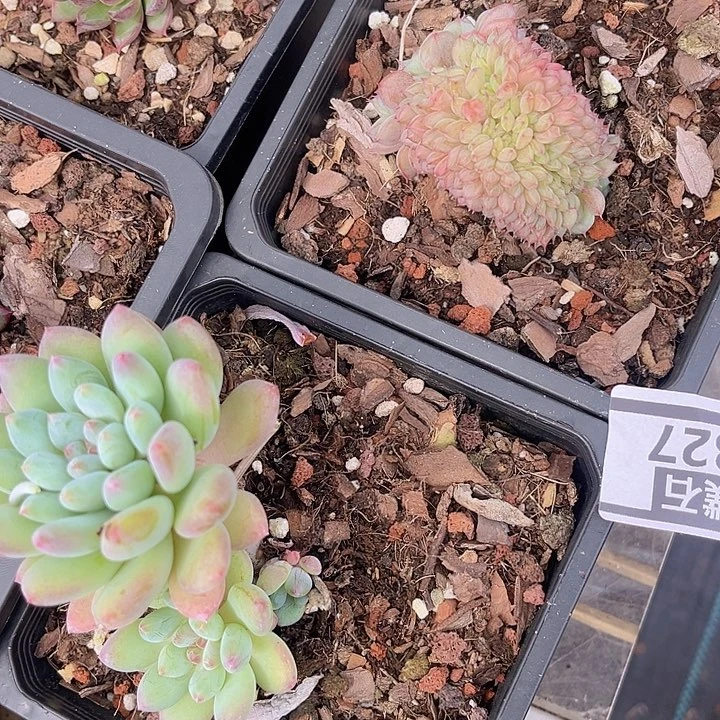 两颗1327多肉植物