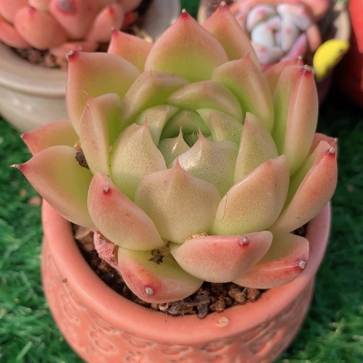 麦秆         带盆