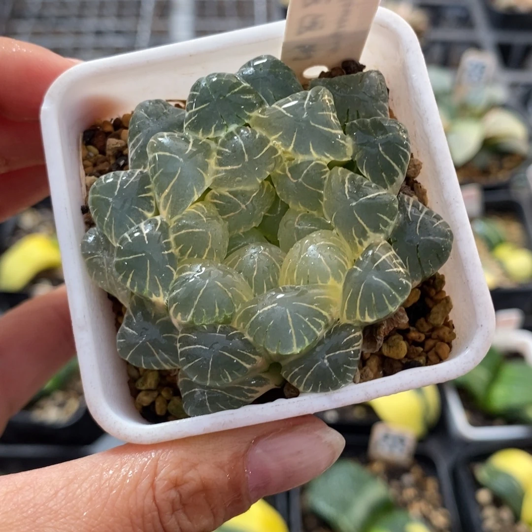 377湖斑湖水玉露锦