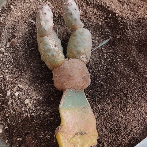 0331处理瑕疵仙人球