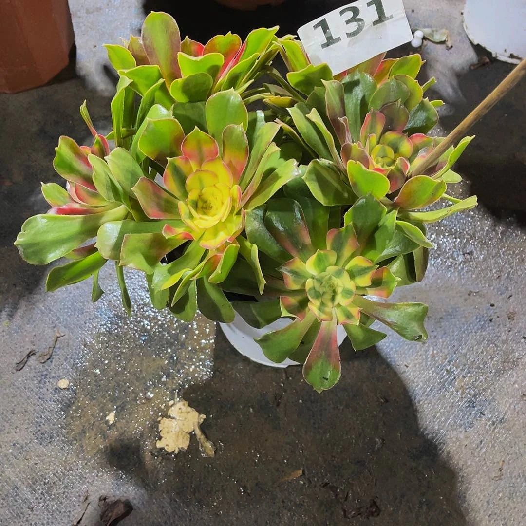 猫*红秀131拖土发货