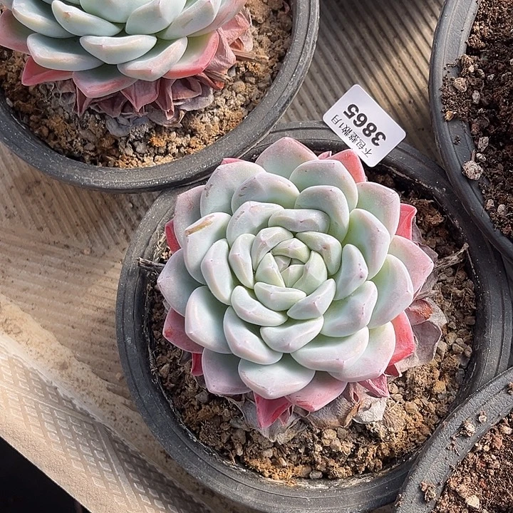 阿雅园艺。      3865