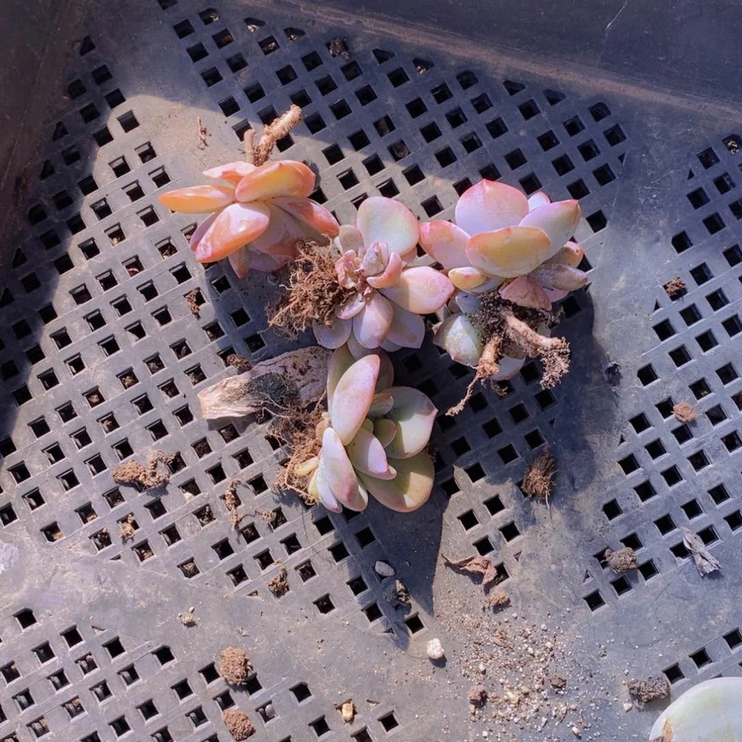 石*佐罗园艺多肉植物