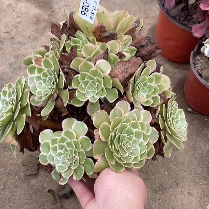 86粉花妖多肉植物法师