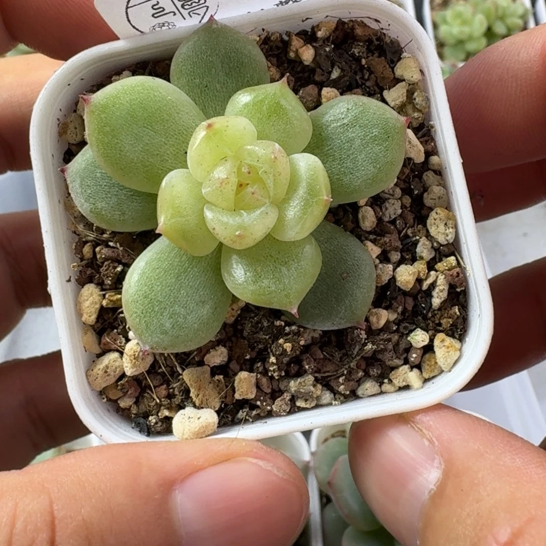 Q***1如图598优选金穗珍妮一颗