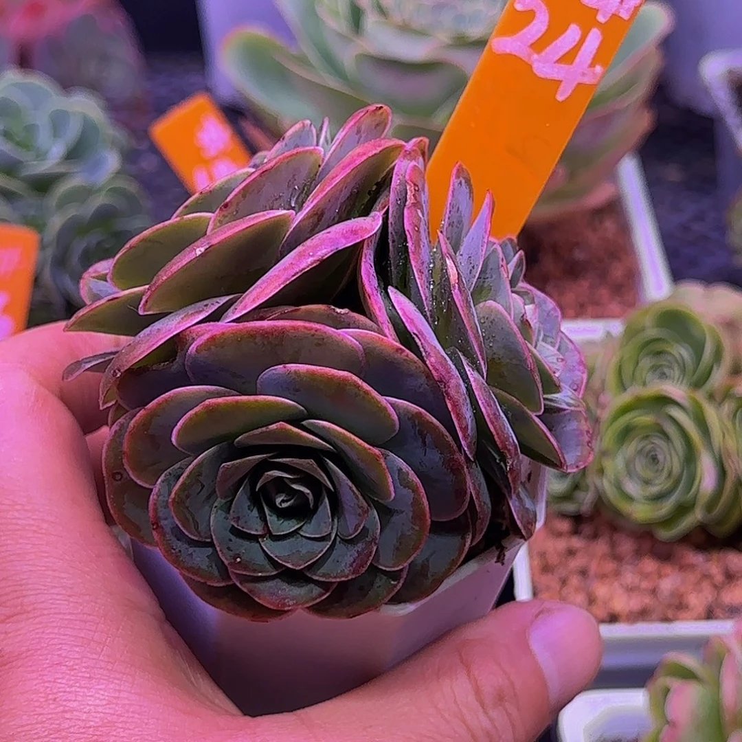 锦汐 非偏远包邮玻璃心慎拍