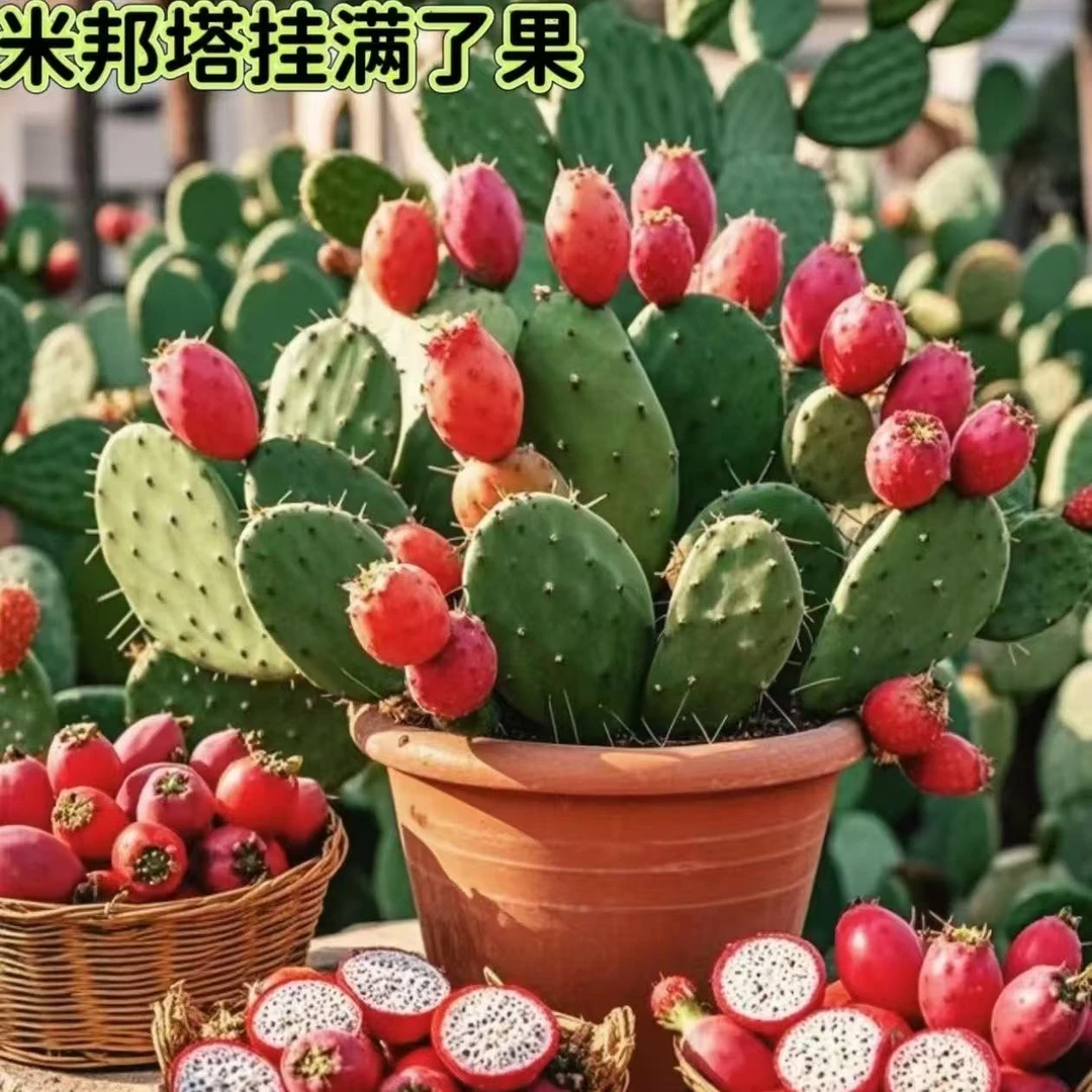 正宗米邦塔仙人掌绿植开花结果可食用果实和叶片易养耐旱懒人植物