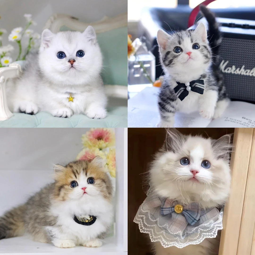 ｛一只小肥猫｝猫咪活体通用链接