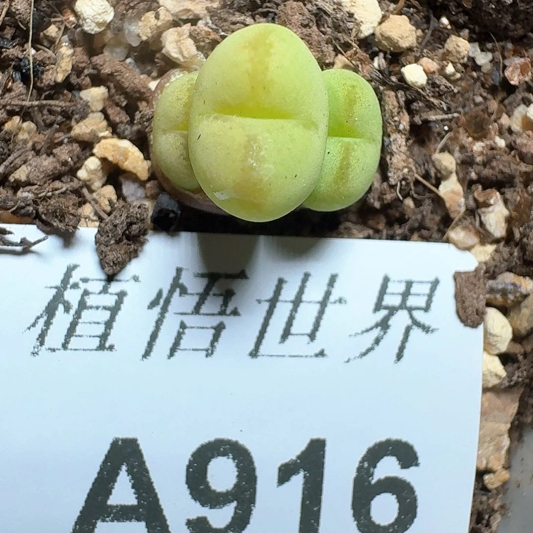 916号多肉植物哇f c