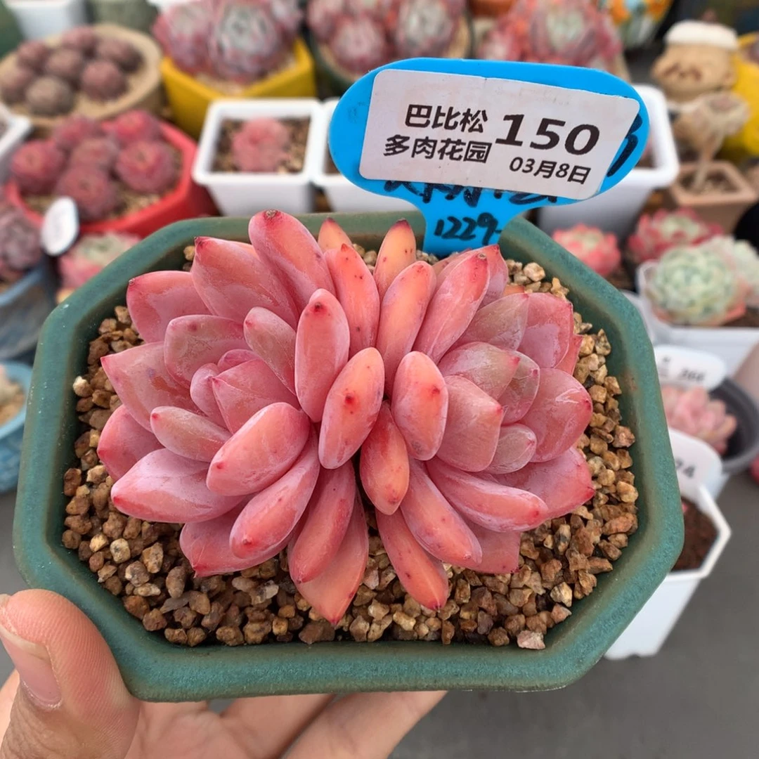 150双头雪天使多肉植物