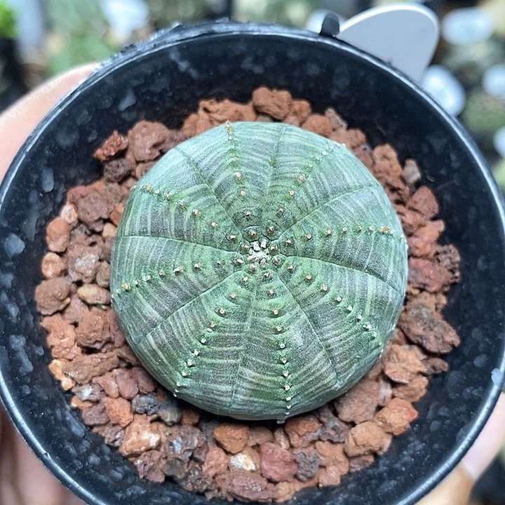 欧系布纹球319号4.3cm