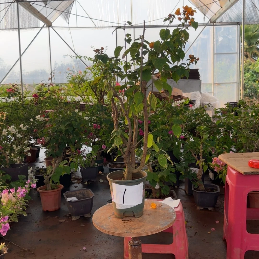 大部分花苞少量开放柠檬黄 1