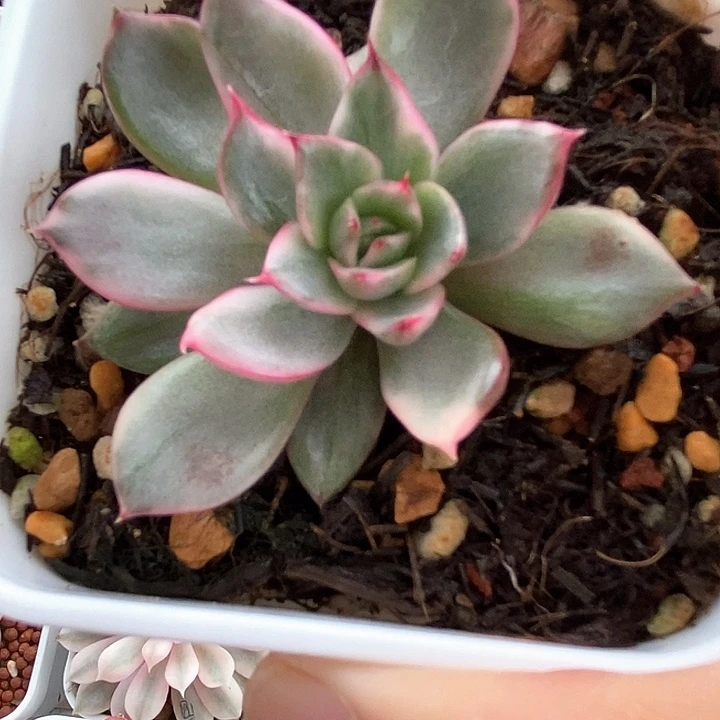 托马斯锦一物一拍，