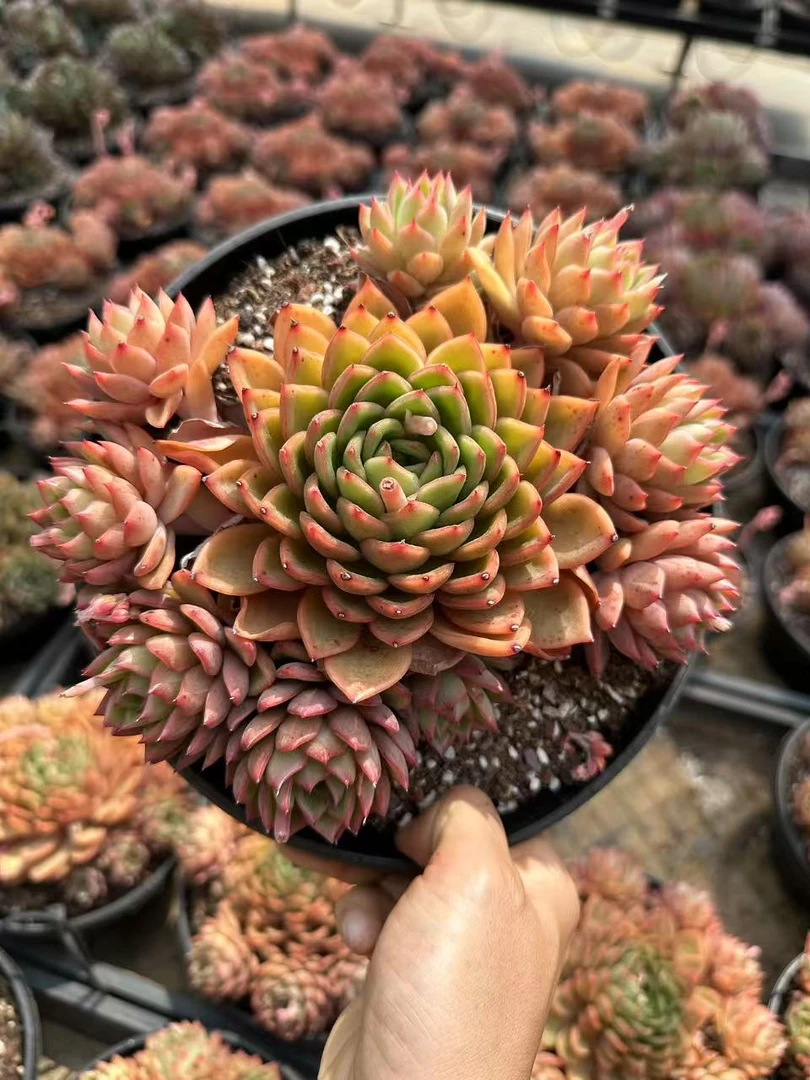 20#大曼谷多肉植物 前男友精品多肉