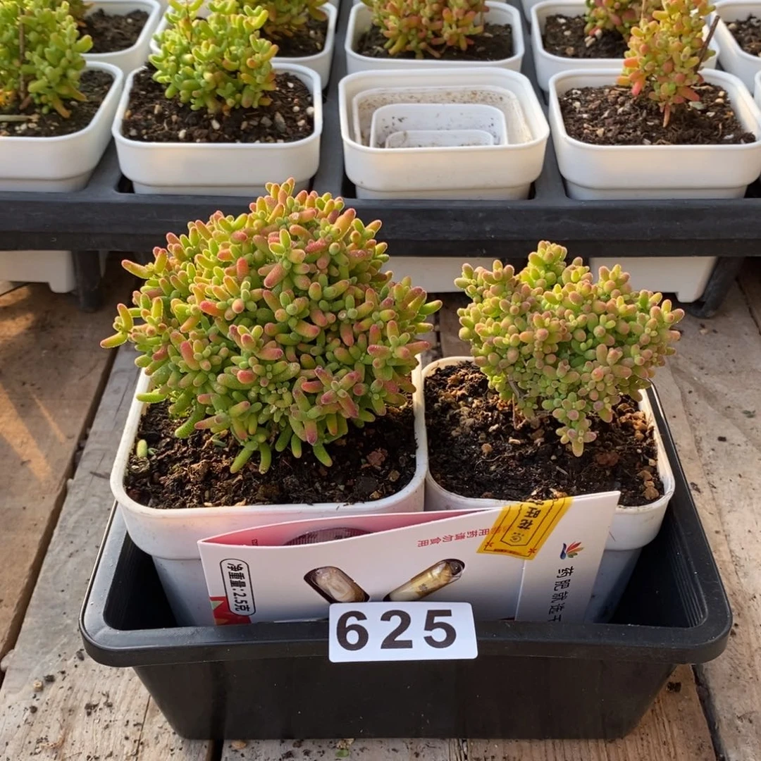 枝干番杏多肉植物625