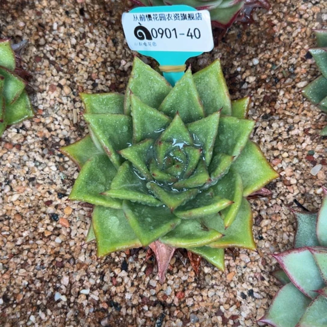 多肉一物一拍0901-40