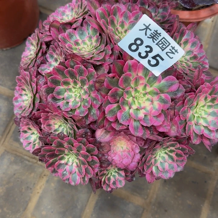 Ｓ***乐红铜超白锦丛林835老桩