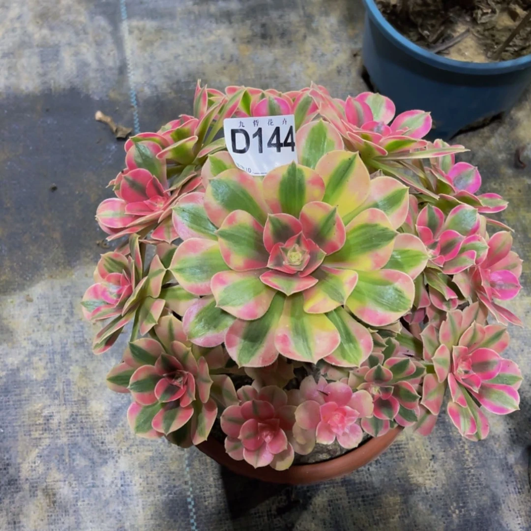 【闪购商品】14400粉女郎