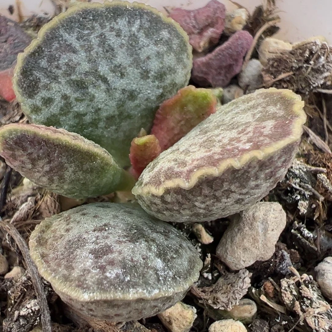 实生新品多肉植物水泡多肉植物