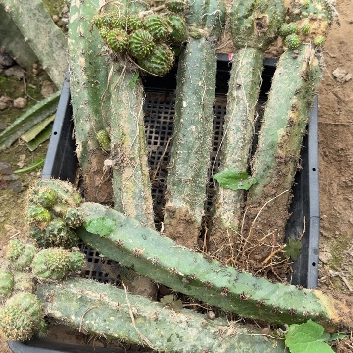 221嫁接丽花虫咬脱土发货斑，20包邮