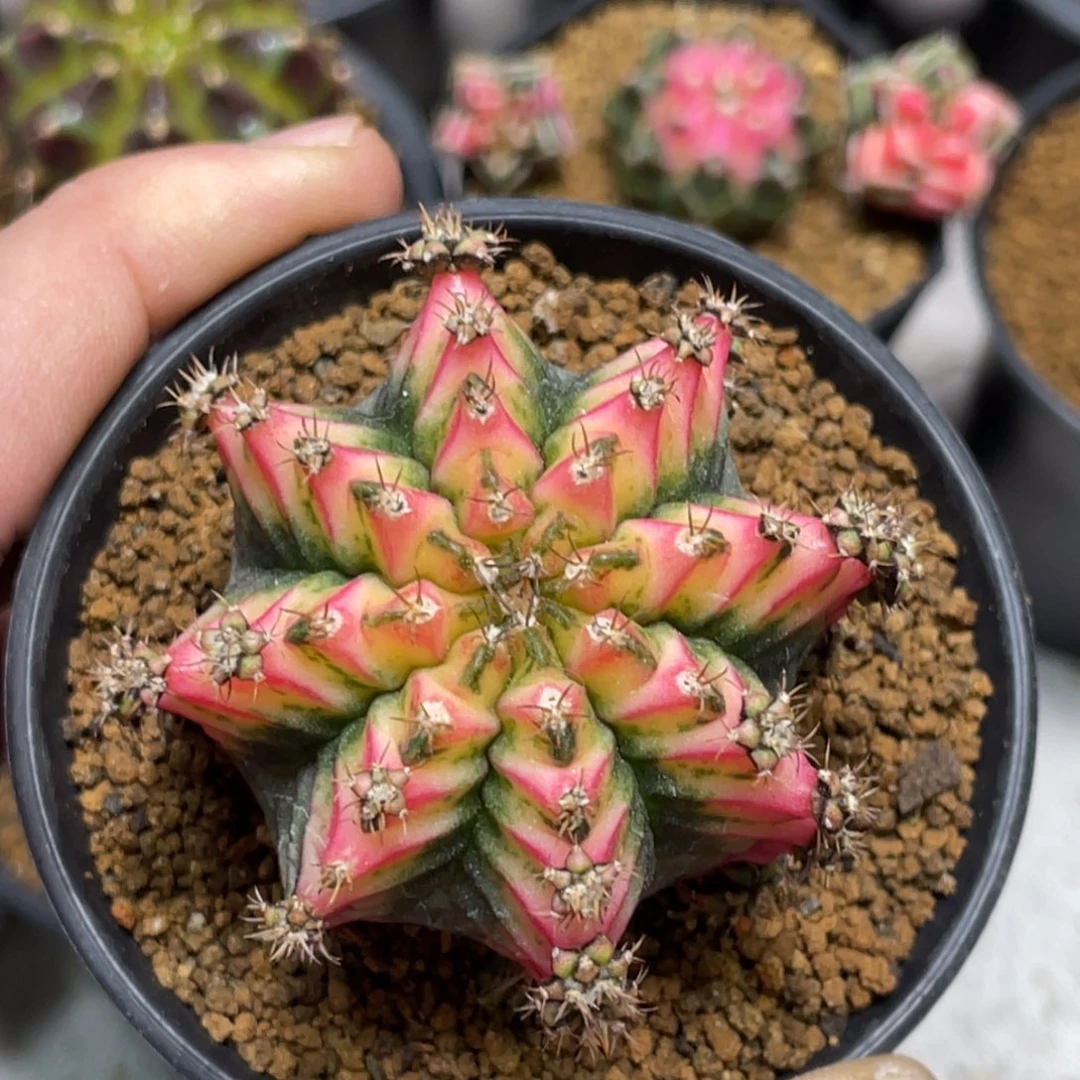 当前无花朵，栽培后可花朵好彩