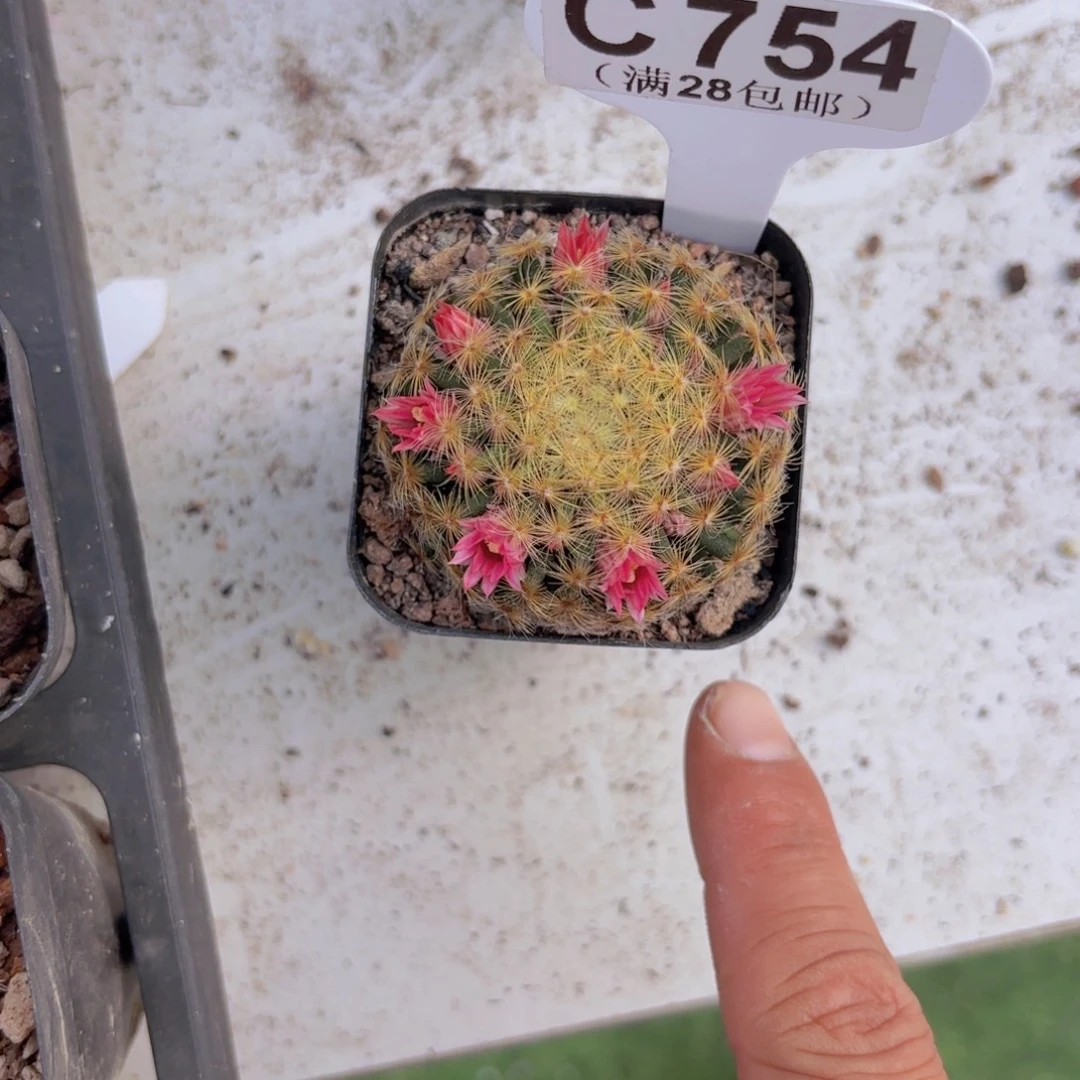 C754明星一物一拍