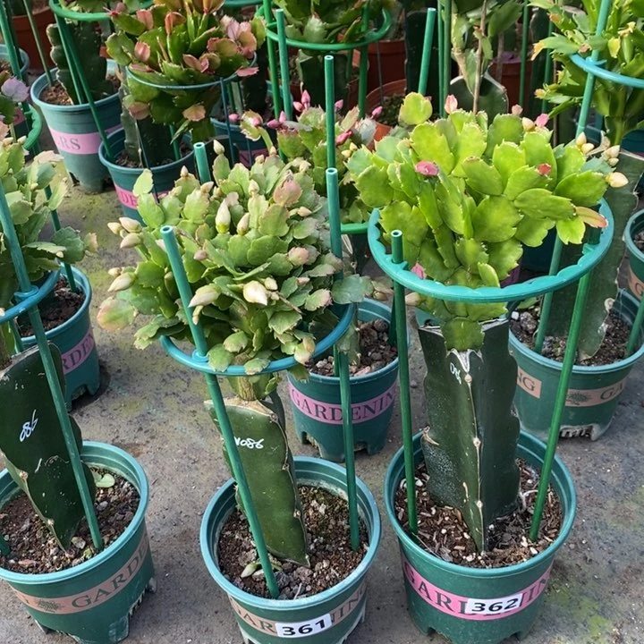 大部分花苞少量开放独*361，362嫁接086