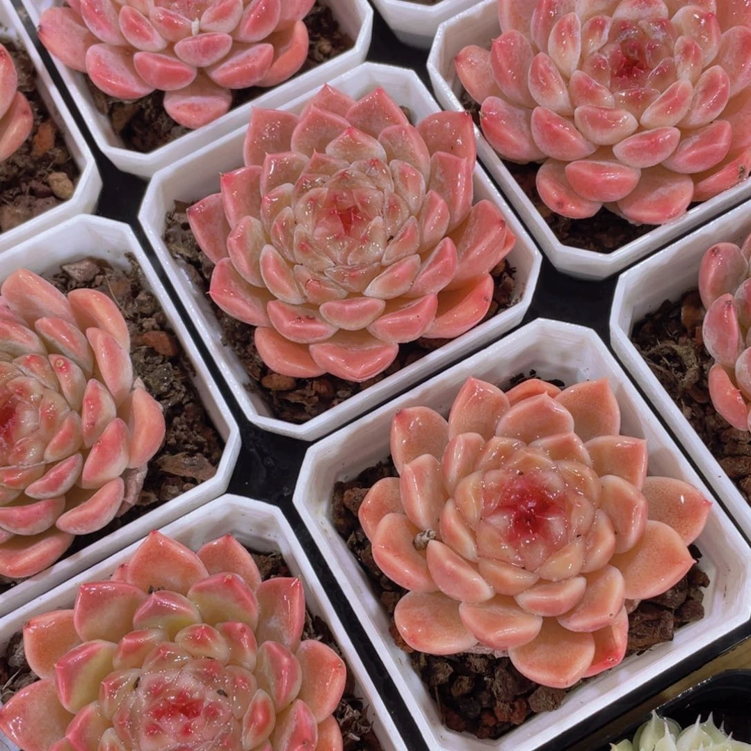 398号 全状态樱花冰魄单头一个