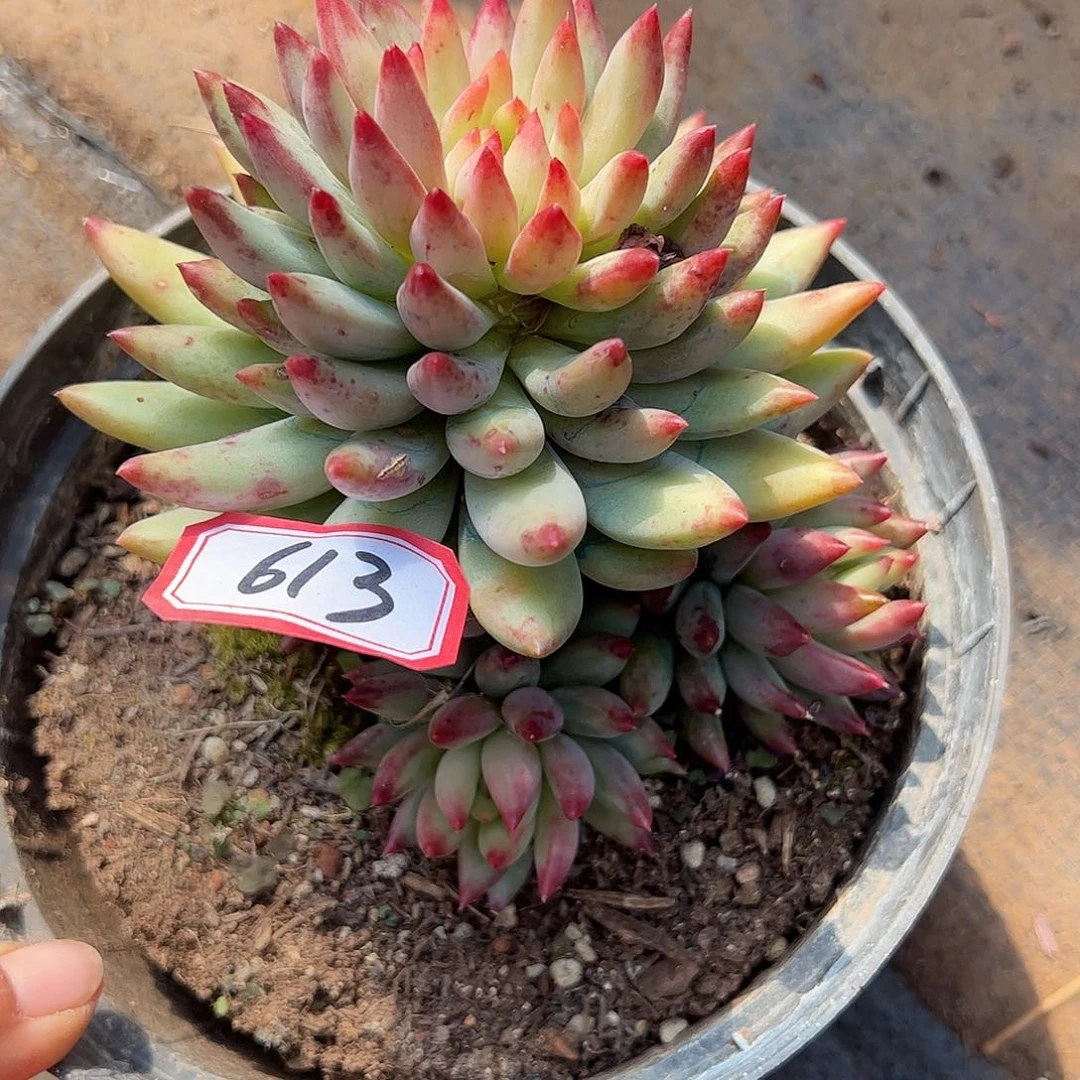 613号虞美人，一物一拍
